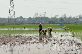 Tập trung gieo cấy lúa xuân
