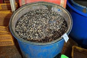 Cách chọn ốc làm sẵn ngon sạch, không “ngậm” hóa chất cho bữa cơm gia đình