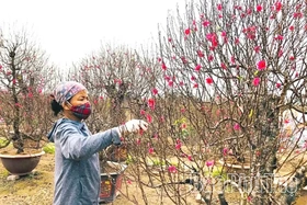 Làng hoa Phương Viên vào vụ Tết