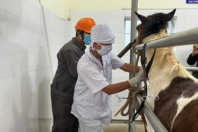 Trại “nuôi ngựa cứu người” và liều thuốc sinh tử