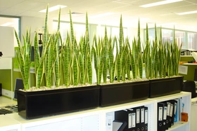 5 loại cây cần có trong văn phòng hiện đại