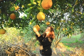 Bưởi đỏ Tân Lạc rớt giá