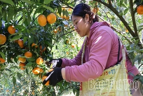 Nhân rộng các mô hình sản xuất hiệu quả