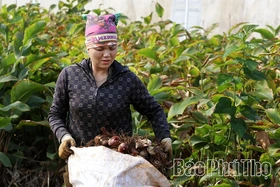 Dong riềng vào vụ, Cao Sơn thêm mùa hy vọng