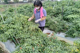 Xã Vĩnh An phát triển nông nghiệp theo hướng hàng hóa