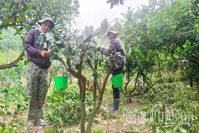 Hướng đi bền vững cho kinh tế trang trại