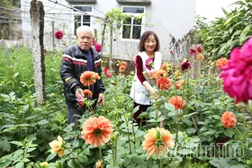 Làng hoa ven đô rộn ràng vào vụ Tết