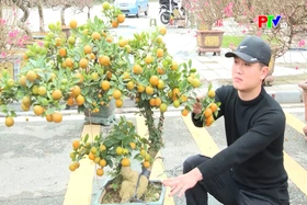 Thị trường đào, quất phục vụ Tết dần sôi động