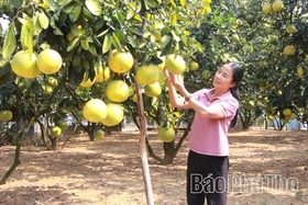 Ngọt thơm trái bưởi Vân Đồn