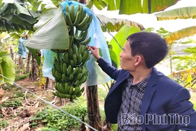 Chuối tiêu hồng mở hướng làm giàu