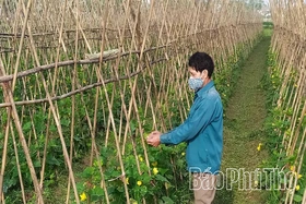 Tân Đức chủ động nguồn rau an toàn phục vụ Tết