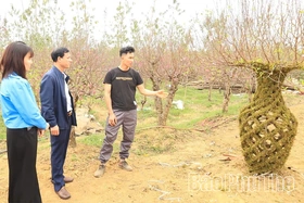 Độc đáo đào thế hình lục bình