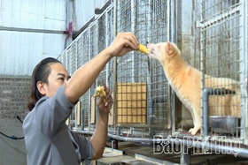 “Vua cầy vòi” dưới chân núi Tam Đảo