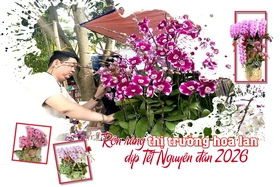 Rộn ràng thị trường hoa lan dịp Tết Nguyên đán 2026