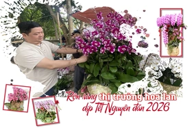 Rộn ràng thị trường hoa lan dịp Tết Nguyên đán 2026