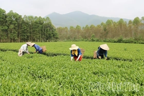 Đậm vị chè xanh Đất Tổ ngày Tết