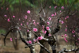 Sắc đào chạm Tết