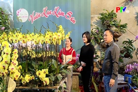 Xu hướng chơi hoa, cây cảnh ngày Tết Cổ truyền