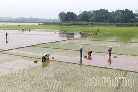 Xuống đồng đầu năm