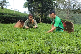 Khai thác lợi thế nông sản đặc trưng