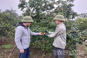 Mở hướng làm giàu cho người dân xã Phú Mỹ