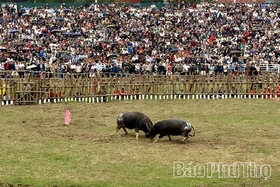 Khai mạc Lễ hội chọi trâu Hải Lựu Xuân Bính Ngọ 2026