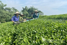 Nâng cao thu nhập cho đồng bào dân tộc thiểu số và miền núi