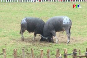 Phu Tho News on March 6, 2026