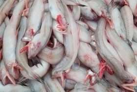 5 nhóm người không nên ăn cá khoai