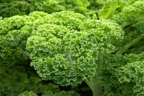 Top 5 loại rau xanh giàu canxi hơn sữa: Giải pháp tự nhiên cho xương chắc khỏe