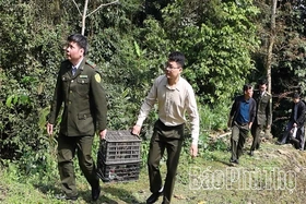 Thả động vật nguy cấp, quý, hiếm về tự nhiên