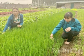 Mã số vùng trồng - “chìa khóa” cho nông sản vươn xa