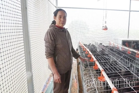 Nuôi gà H’Mông bằng thảo dược - Hướng đi mới cho nông nghiệp sạch, giá trị cao