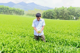 Đổi thay ở làng chè Đá Hen