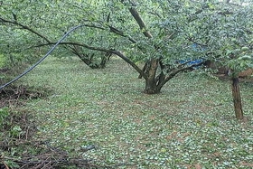 Mưa đá ở Sơn La, Phú Thọ