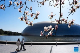 Hoa mộc lan nở rộ ở Bắc Kinh