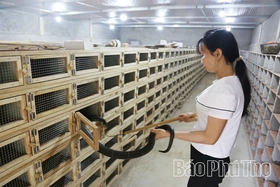 Người phụ nữ 30 năm “làm bạn” cùng rắn độc