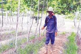 Cảm biến phát hiện thuốc diệt cỏ độc hại