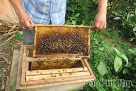 Mùa con ong đi lấy mật