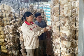 Làm giàu từ trồng nấm rơm và măng tây