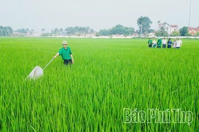 Bám sát đồng ruộng, ngăn sâu bệnh lây lan diện rộng vụ chiêm Xuân
