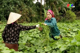 Phát triển mô hình trồng rau hữu cơ vì sức khỏe cộng đồng