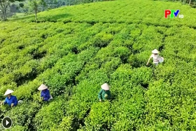 Phu Tho Culture Express - Where the bird return