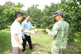 Phát triển kinh tế tập thể ở Tây Cốc