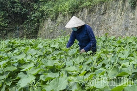 Tam Đảo mùa rau su su