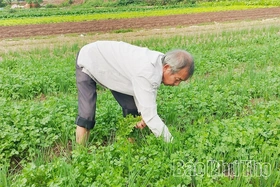 Hướng tới nền nông nghiệp hữu cơ