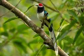 Một điểm đến ở Việt Nam vào top ngắm chim đẹp nhất thế giới