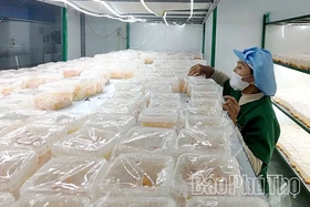 Liên kết chuỗi nâng tầm giá trị nấm đông trùng hạ thảo Tam Đảo