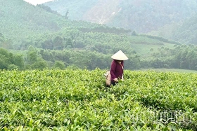 Phú Thọ có 25 chuỗi liên kết sản xuất và tiêu thụ các sản phẩm chè