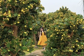 Vườn xương rồng cổ 5.000 m2 nở rộ ở Mộc Châu